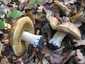 Ízletes vargánya (Boletus edulis), Somogy
